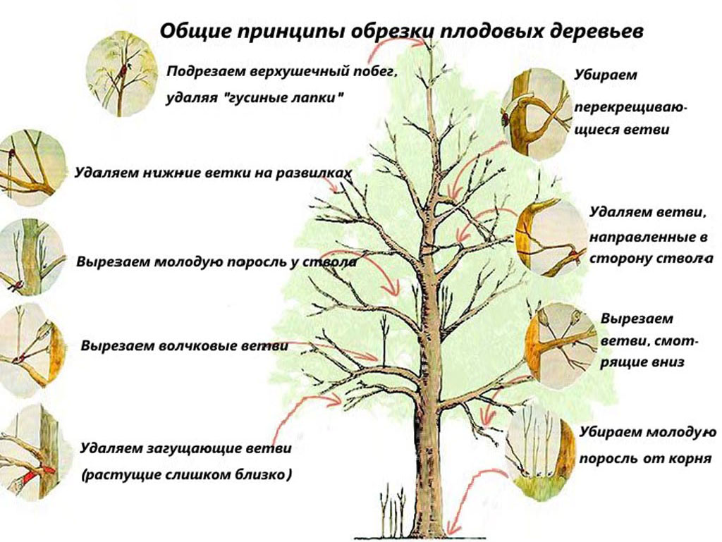 Как ухаживать за вишней весной и осенью: подробная инструкция