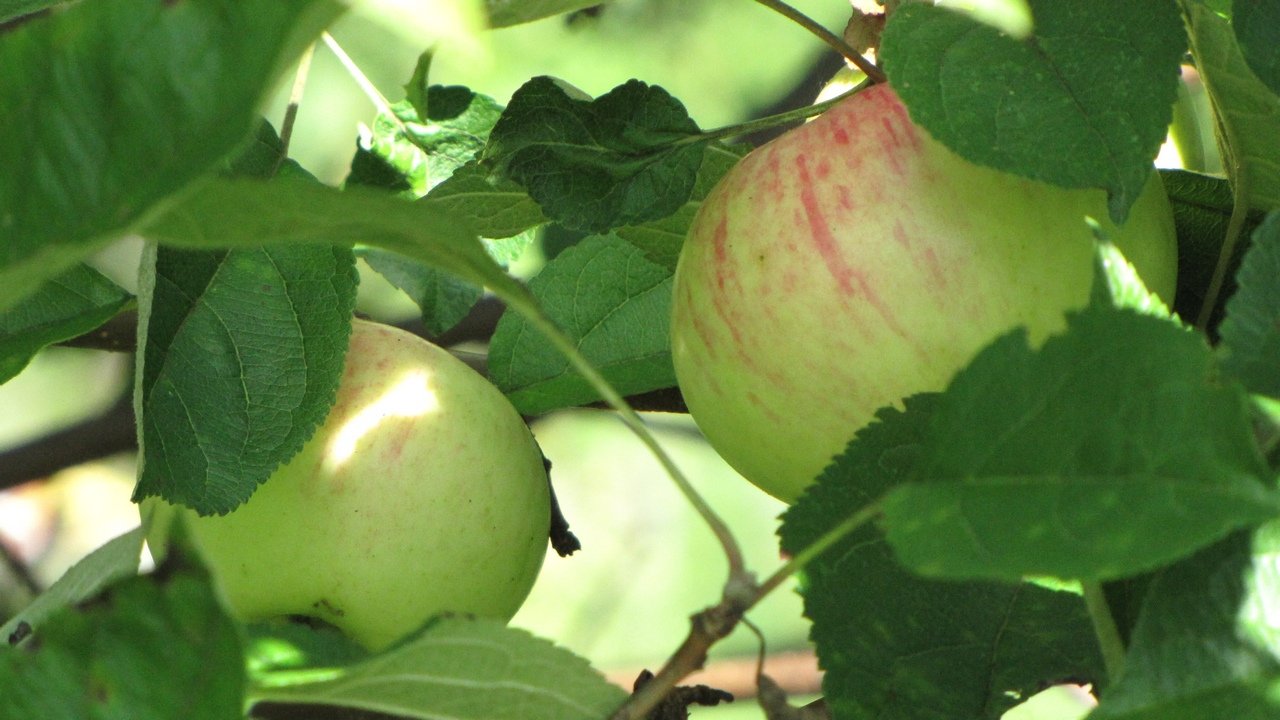Яблоня коричное полосатое: описание сорта и его фото, посадка и уход selo.guru — интернет портал о сельском хозяйстве