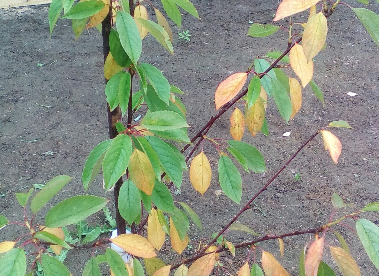 Почему у сливы желтеют и опадают листья: причины засыхания и что с этим делать