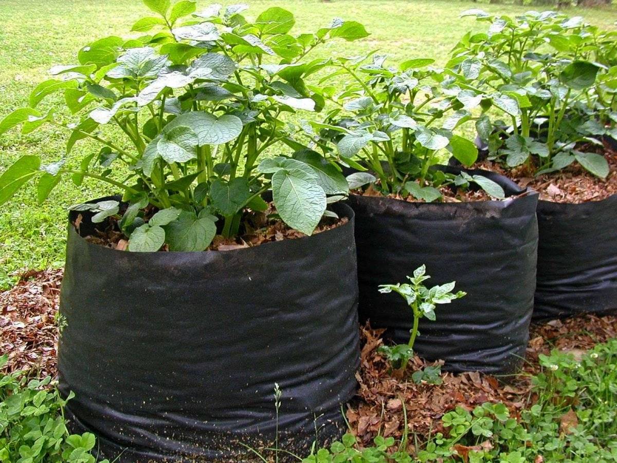 Как посадить и вырастить картофель в мешках