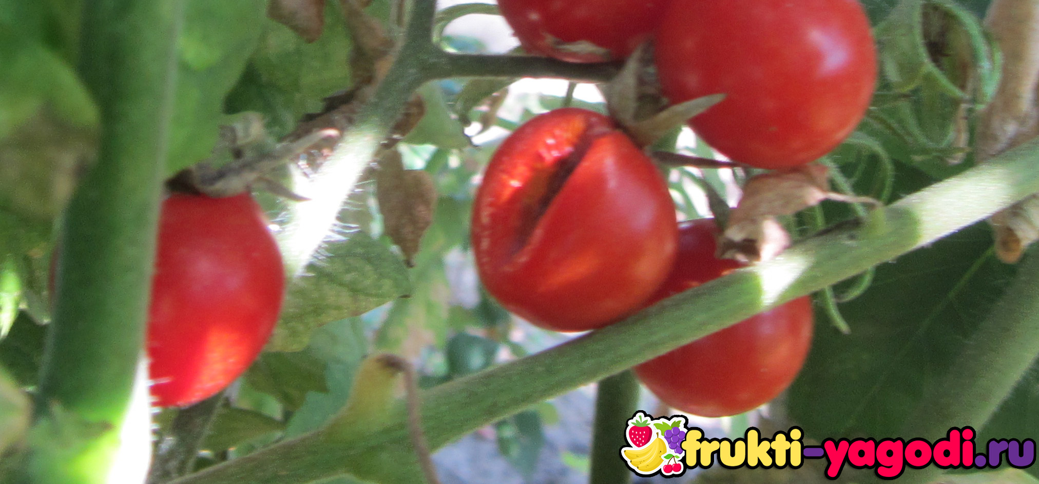 Что делать если начинают трескаться помидоры на кустах при созревании