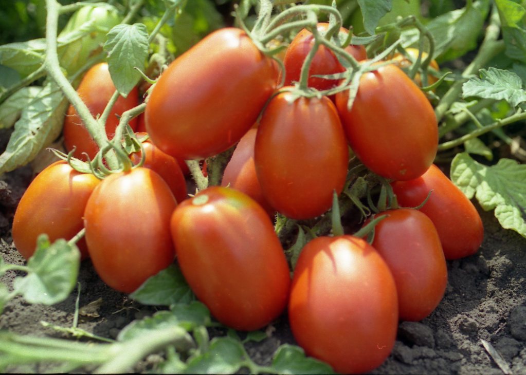 Томат "рио гранде": описание и урожайность сорта, характеристики плодов, фото помидоров русский фермер