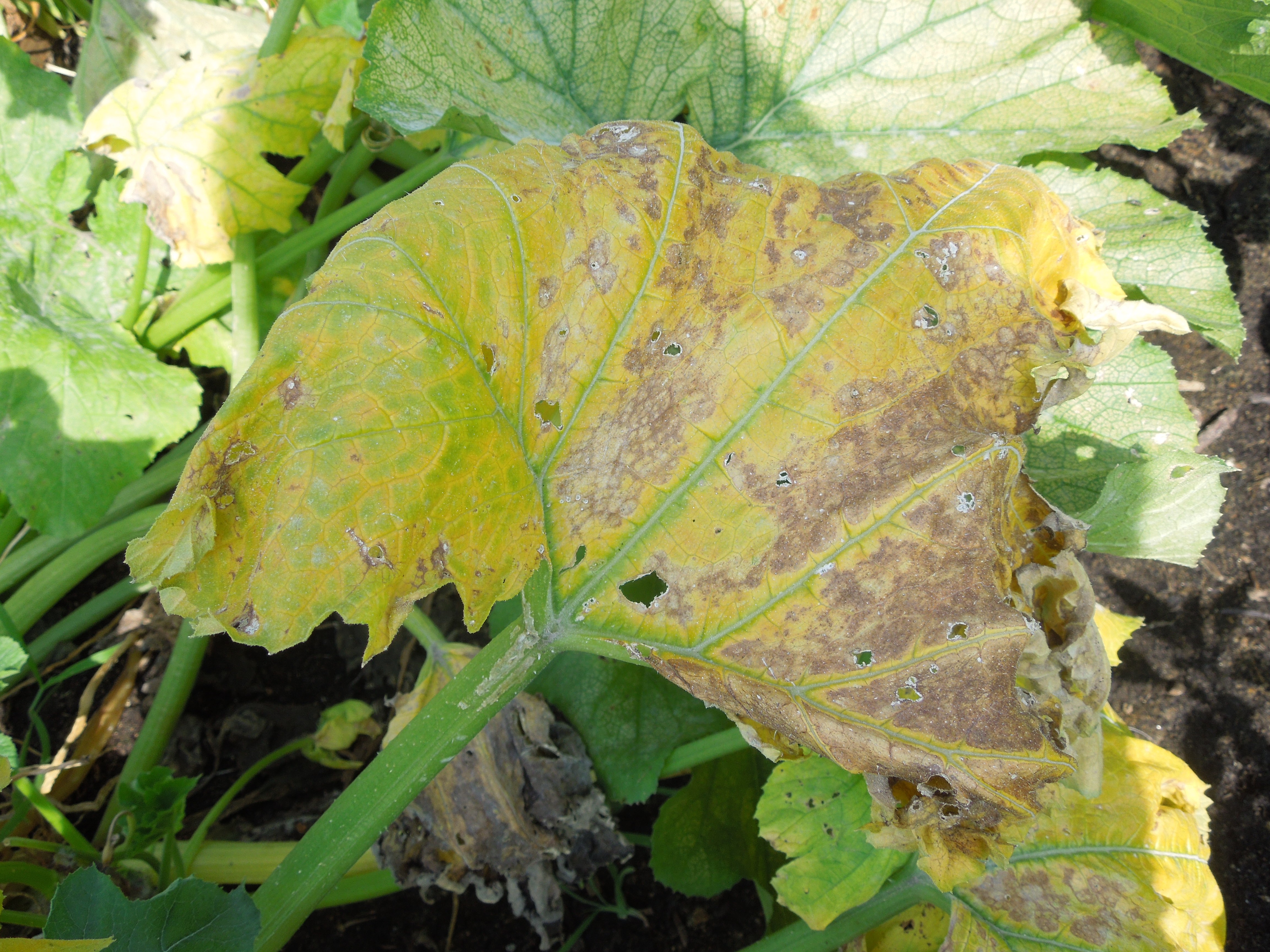Вредители рассады - исследование семян и анализ почвы (54 фото)