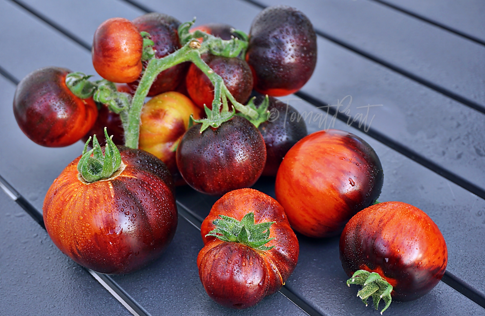 Характеристика и описание сортов томатов серии гном томатный, его урожайность