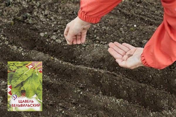 Какую почву любит щавель, на чем лучше растет рассада и как ухаживать за грунтом? русский фермер