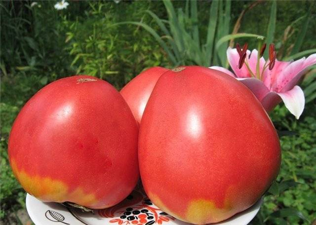 Томат «корнеевский розовый»: описание сорта, рекомендации по выращиванию вкусных помидоров