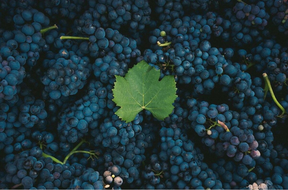 Виноград пино нуар: описание сорта, отзывы, фото