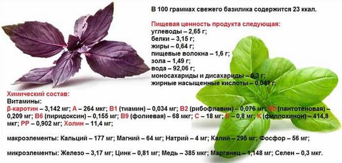 Лекарственное растение базилик: полезные свойства и противопоказания травы, высота растения и описание сортов