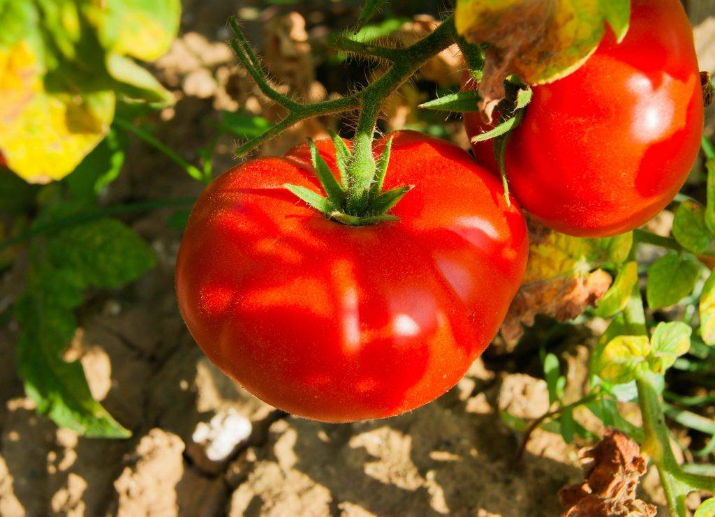 Сорт томатов "бони мм" гавриш: особенности возделывания помидор, урожайность и достоинства, выращивание и борьба с вредителями русский фермер