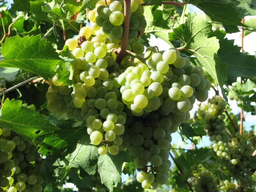 Автохтонные сорта винограда: что это такое, какие из них считаются лучшими, описание и характеристики