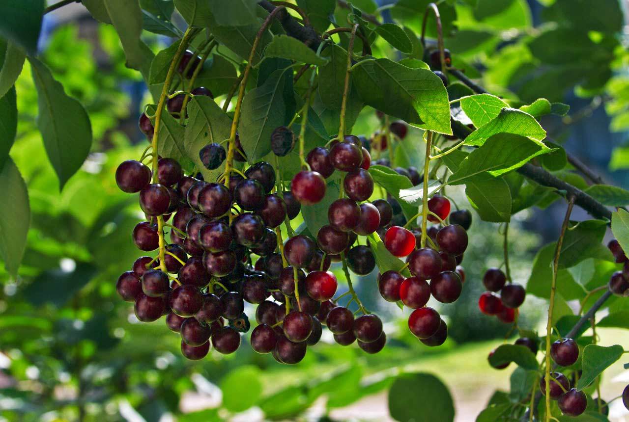 Особенности выращивания гибрида вишни и черемухи