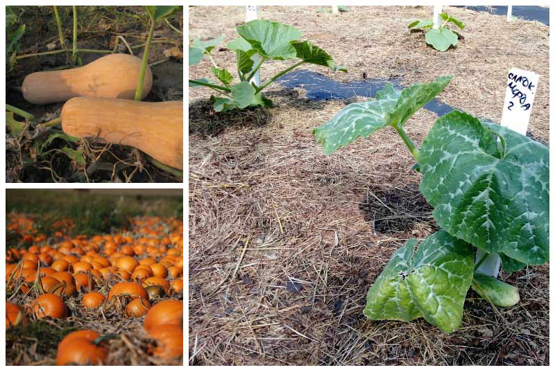 Посадка тыквы рассадой в открытый грунт: как сажать семена, уход до высадки на грядку + видео