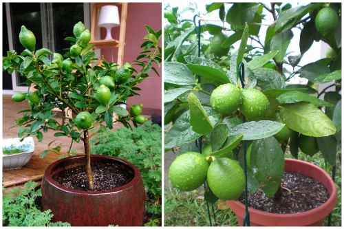 Клементин дома: как вырастить плодоносящее мандариновое дерево в домашних условиях? | огородники