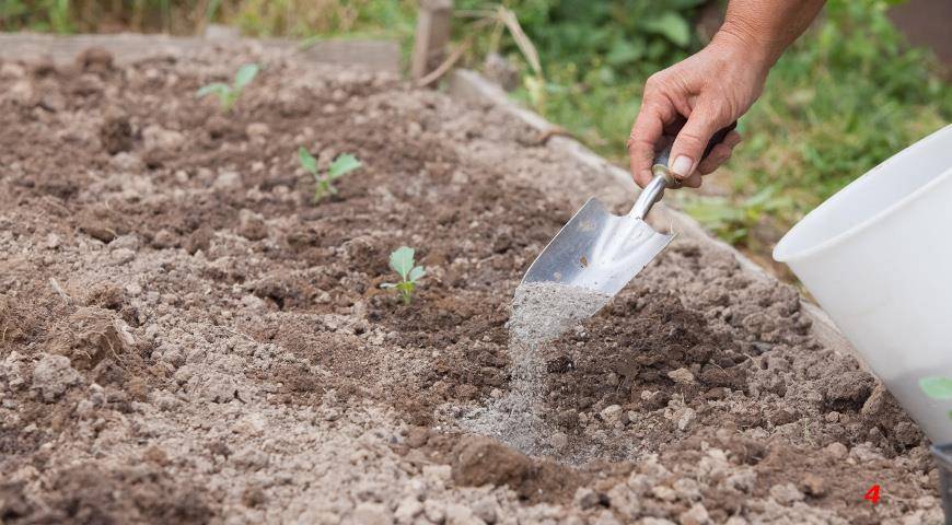 Когда поливать семена после посадки: основные правила