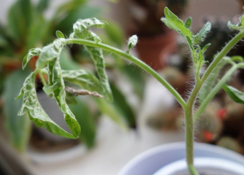 Почему у рассады помидоров могут вянуть и скручиваться листья и что делать