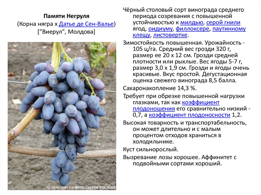 Популярный сорт винограда «молдова»