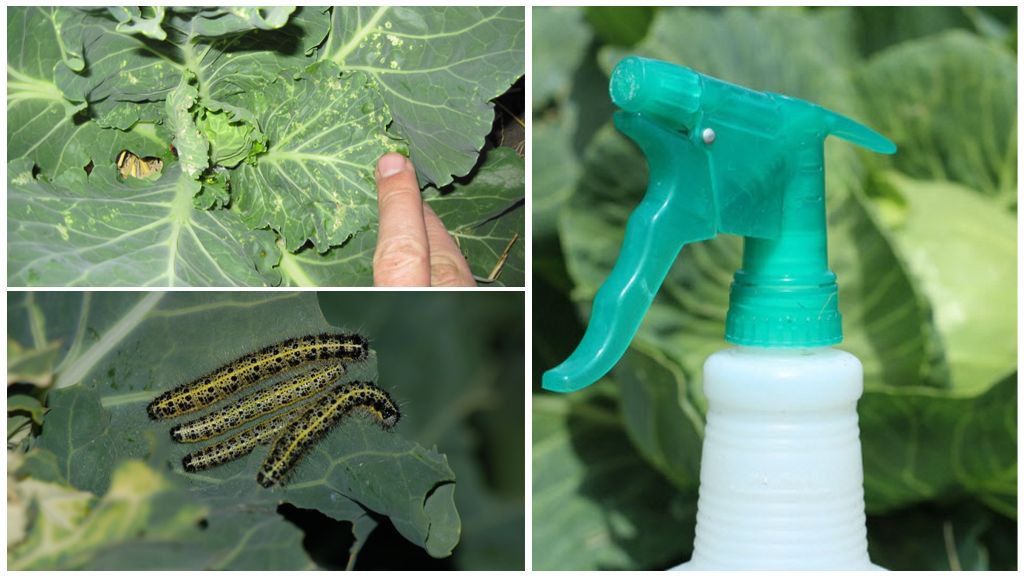 «алатар», универсальный препарат для защиты большинства садово-огородных культур от вредителей