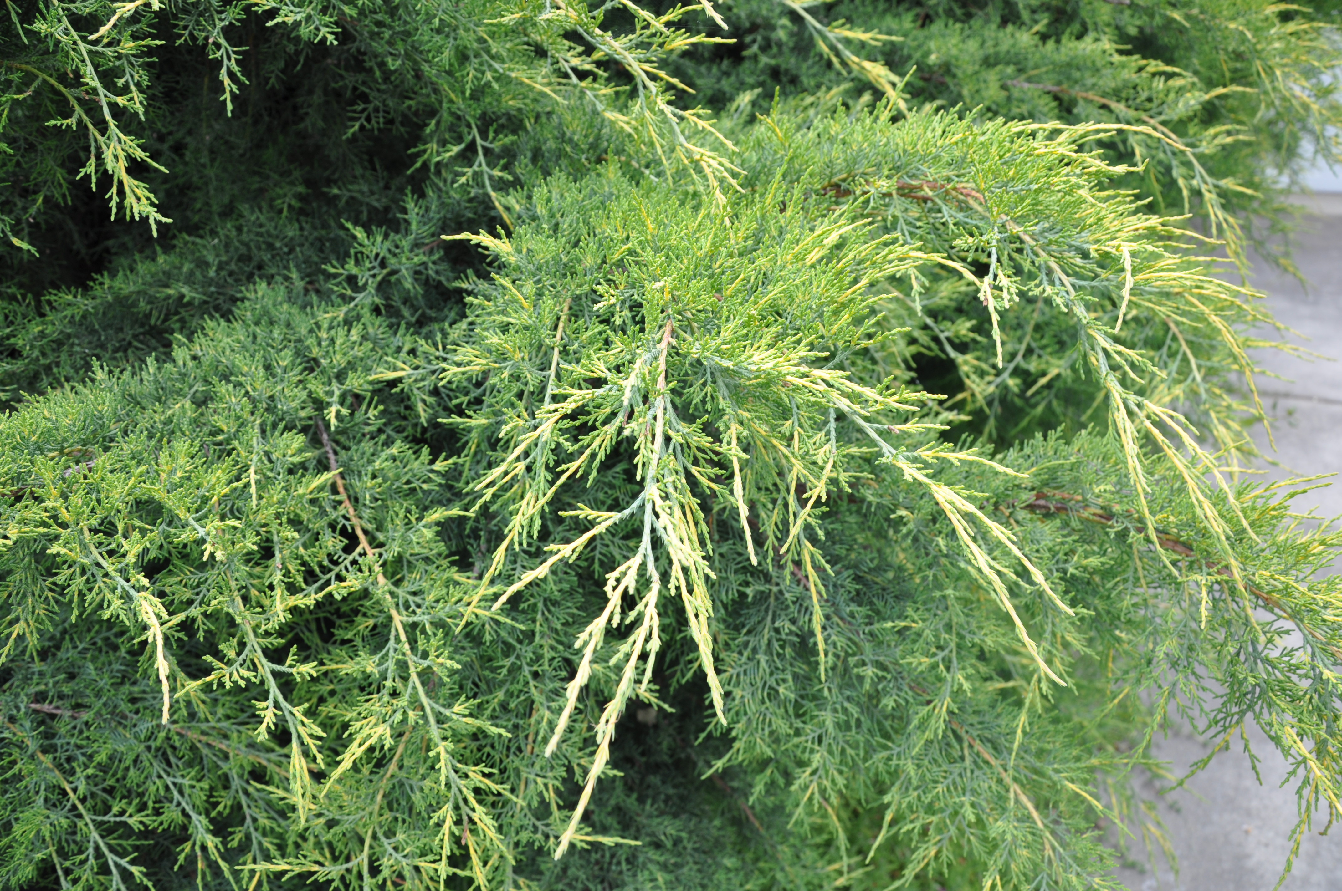 Можжевельник средний глаука (juniperus x pfitzeriana glauca)