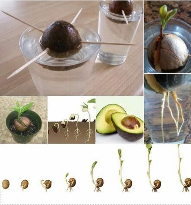 Авокадо — как выращивать из косточки? путь от семечки до дерева в домашнем саду