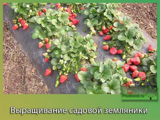 Клубника для выращивания в сибири: предложения селекционеров