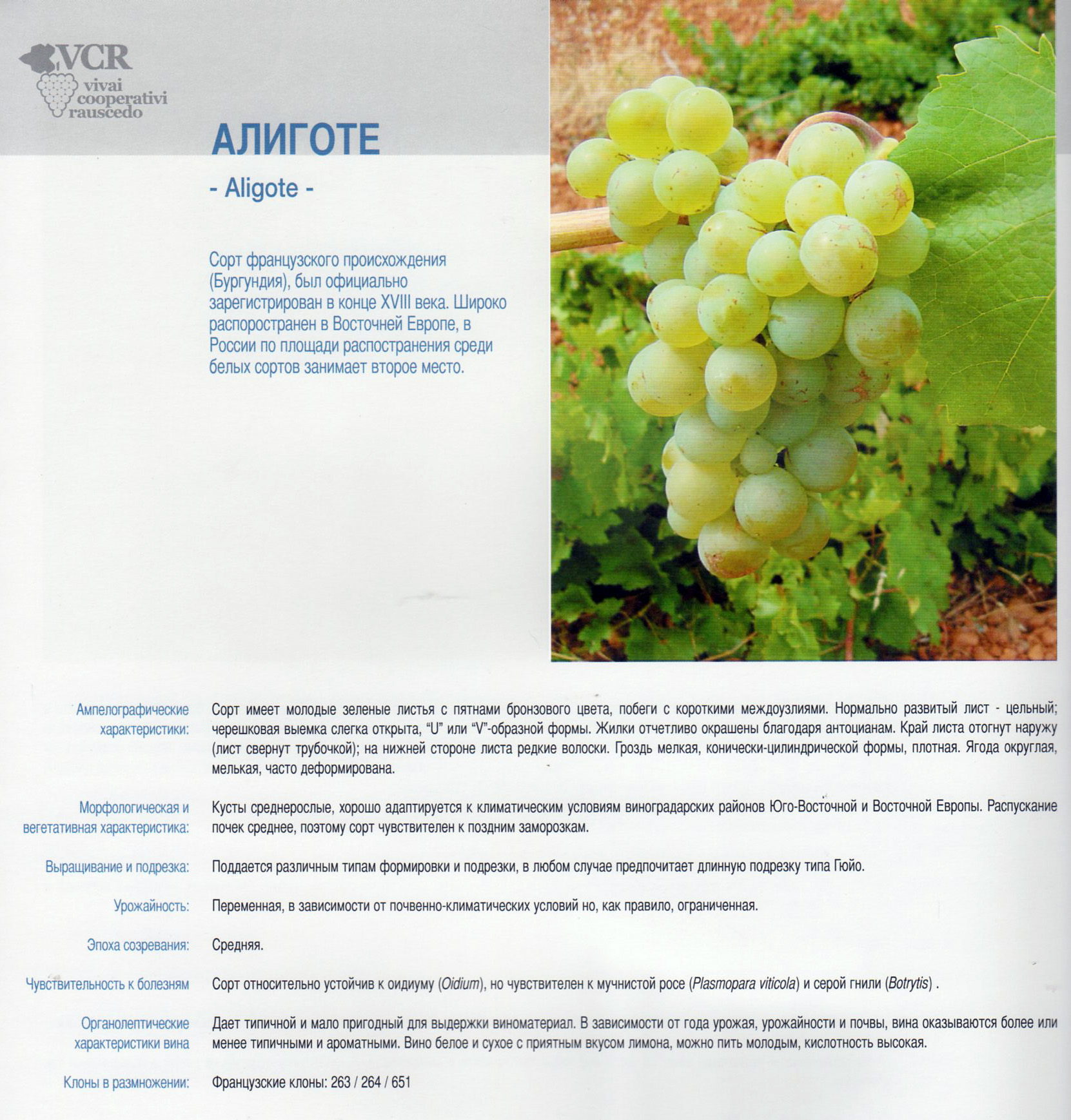 Шардоне - технический сорт винограда