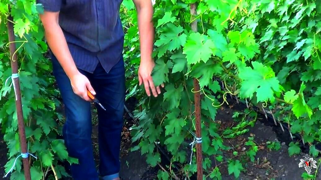 Сроки и правила полива винограда в открытом грунте