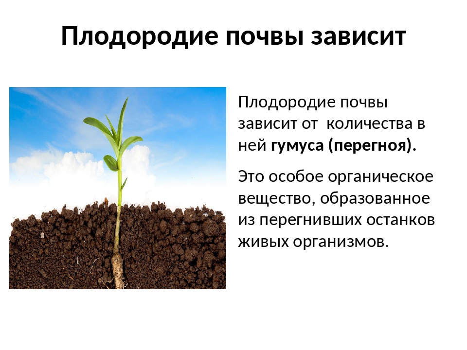 Повышение плодородия почвы