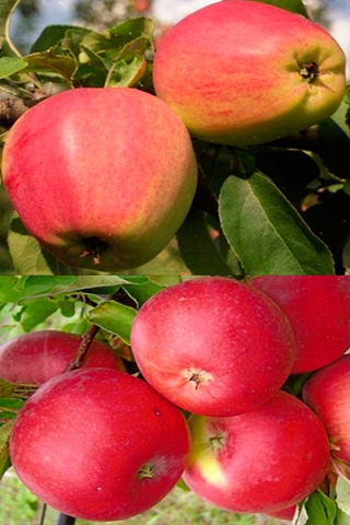 Описание и технология выращивания яблони сорта Кандиль Орловский