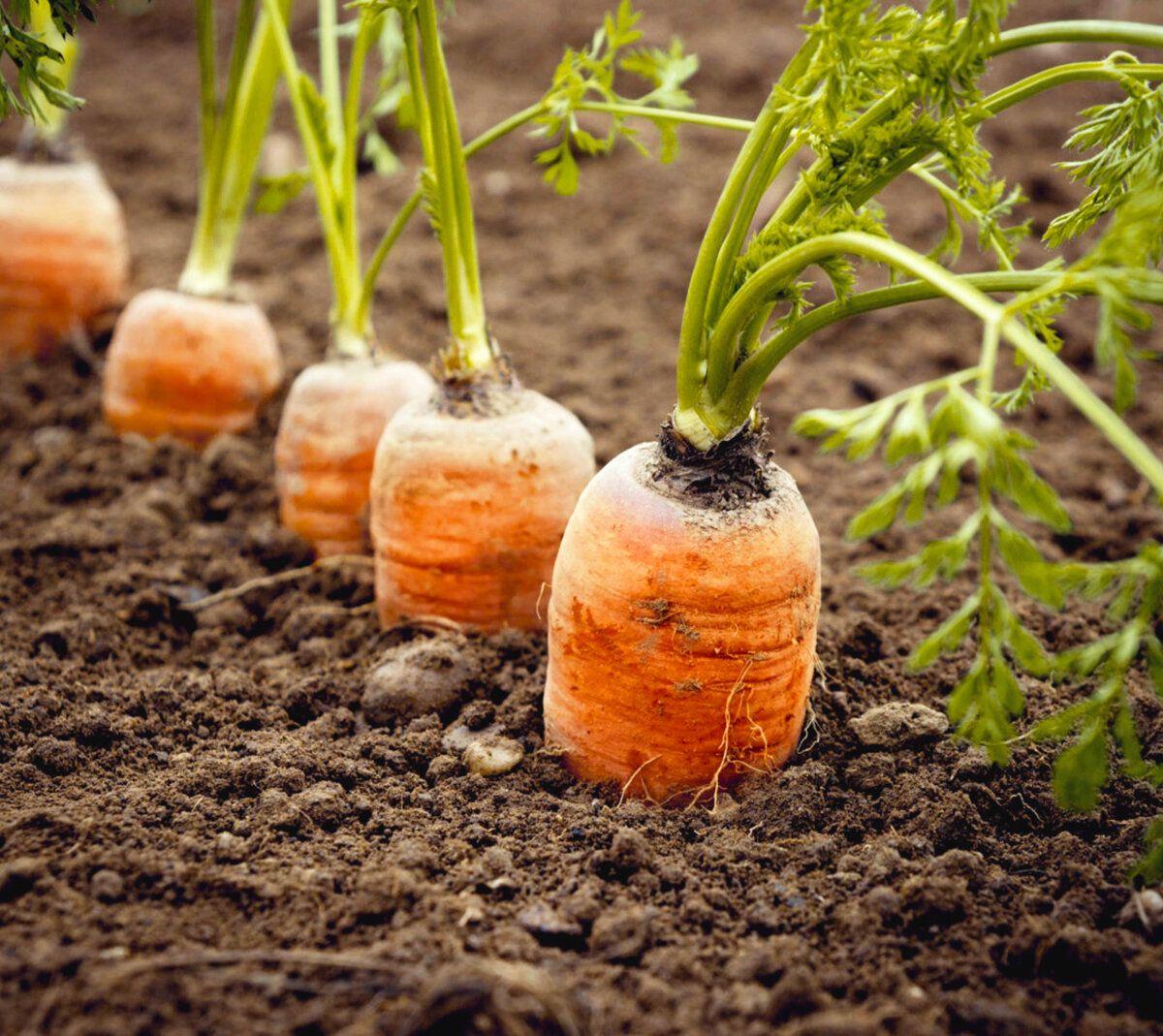 Правила ухода за морковью в открытом грунте, чтобы был хороший урожай