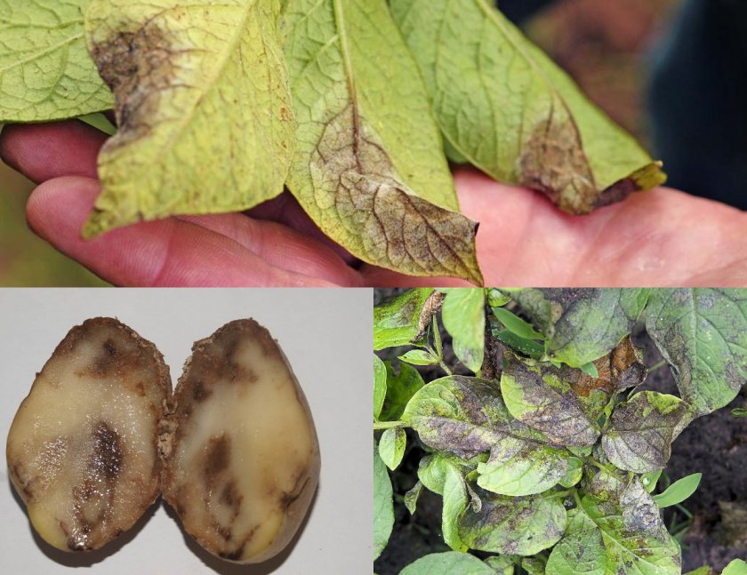 Болезни и вредители картофеля (49 фото): народное средство от колорадского жука, как избавиться от фитофтороза