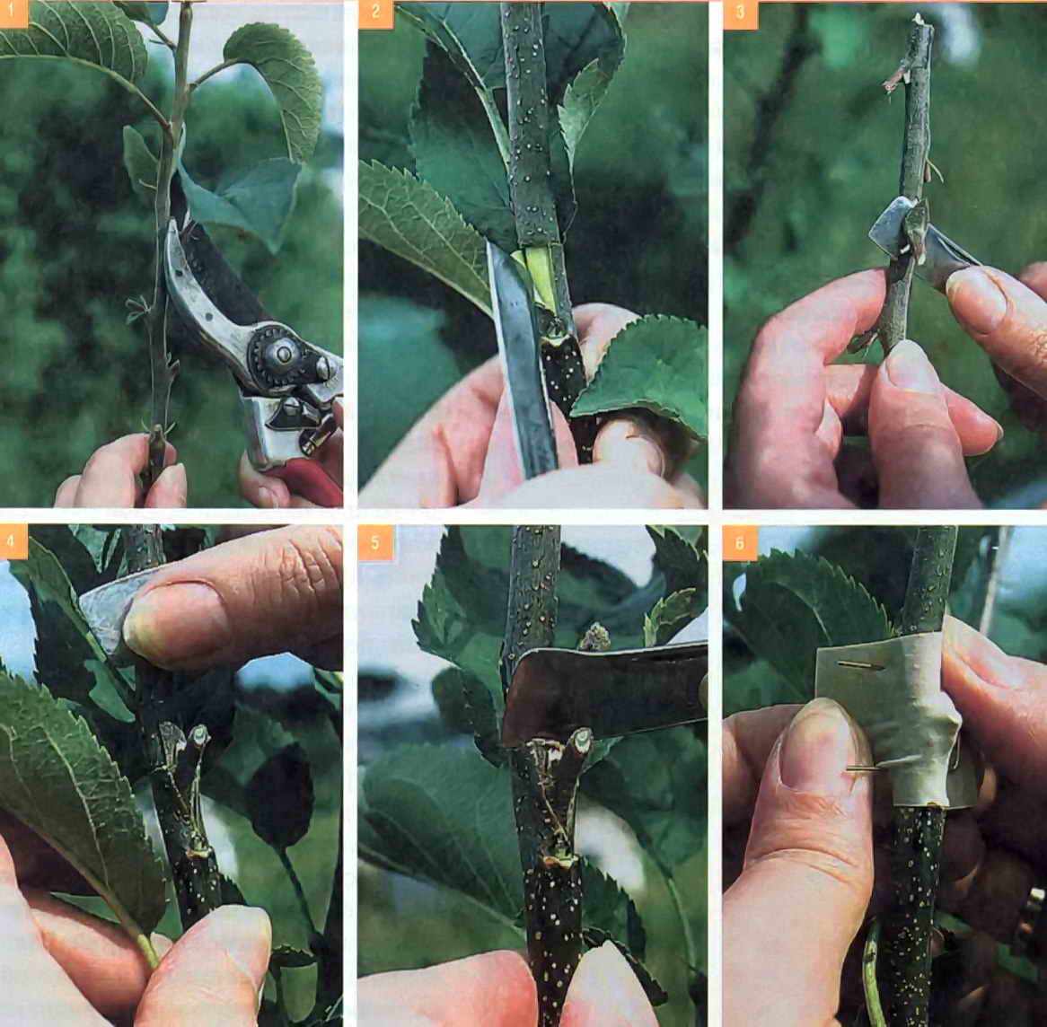 Размножение яблони воздушными отводками. советы о том, как размножить плодовое дерево таким способом