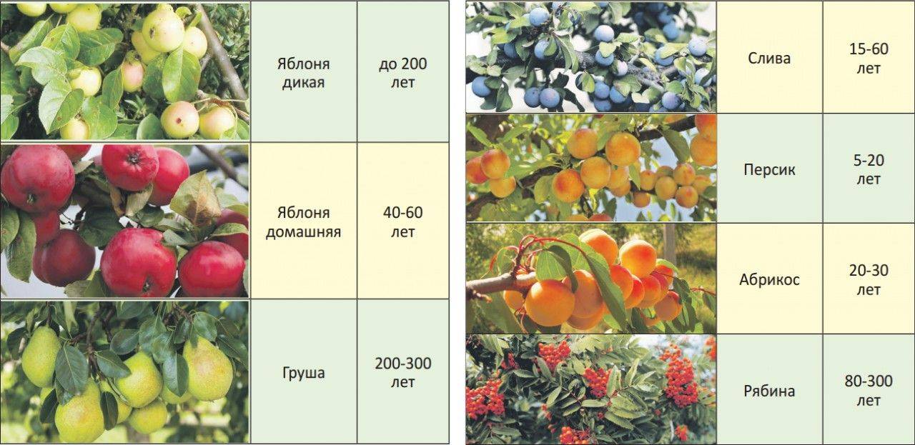 Выращивание нектарина, в том числе особенности и основные этапы ухода за растением, лучшие сорта с описанием, характеристикой и отзывами