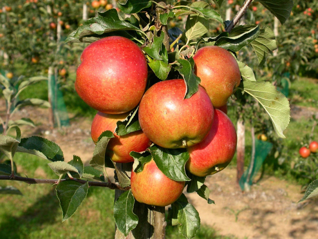 Характеристика и описание колоновидной яблони сорта Останкино, посадка и уход