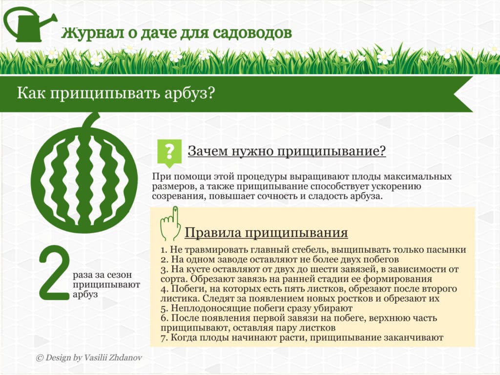 Особенности выращивания арбузов в теплице: выбор сорта, посадка и уход