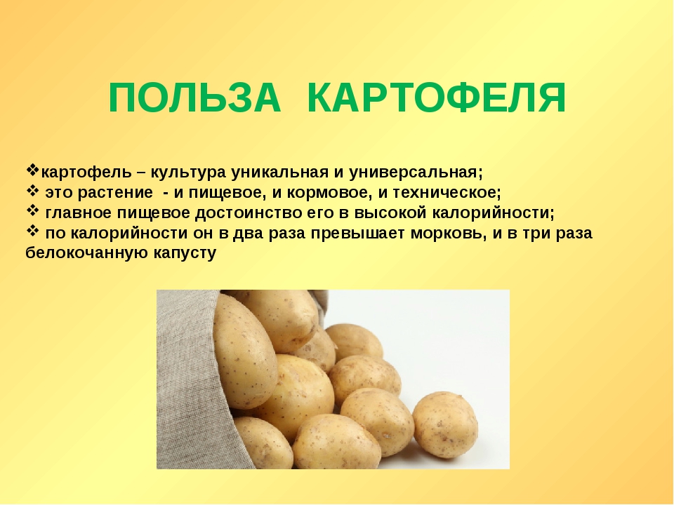 Картофель - польза и вред, свойства и применение