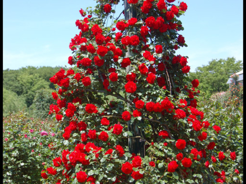 Плетистая роза «сантана»: описание сорта, фото и отзывы