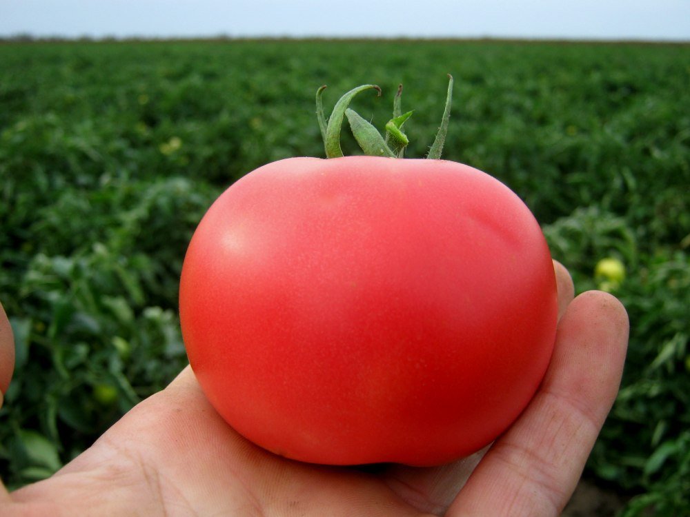 Томат "пинк буш" f1: описание и характеристики сорта, урожайность помидор, рекомендации по выращиванию и фото-материалы русский фермер