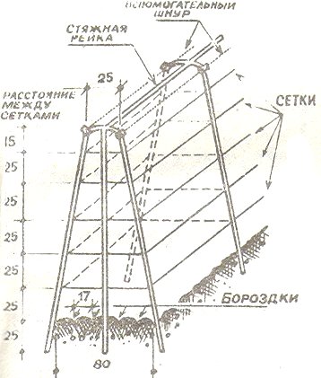 Шпалера для огурцов в открытом грунте схема