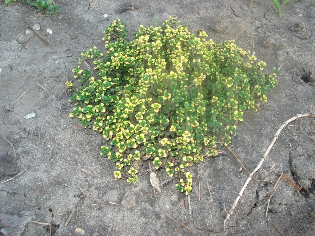 Тимьян лимонный: выращивание из семян в открытый грунт, посадка и уход