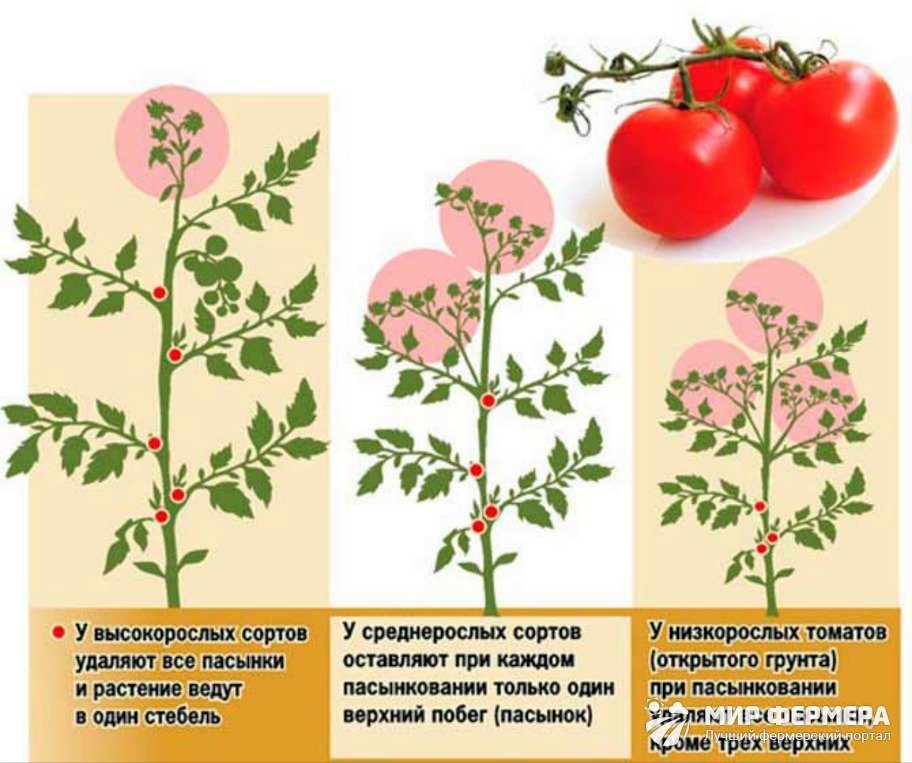 Лучшие ранние сорта детерминантных томатов для открытого грунта и теплиц устойчивые к фитофторе