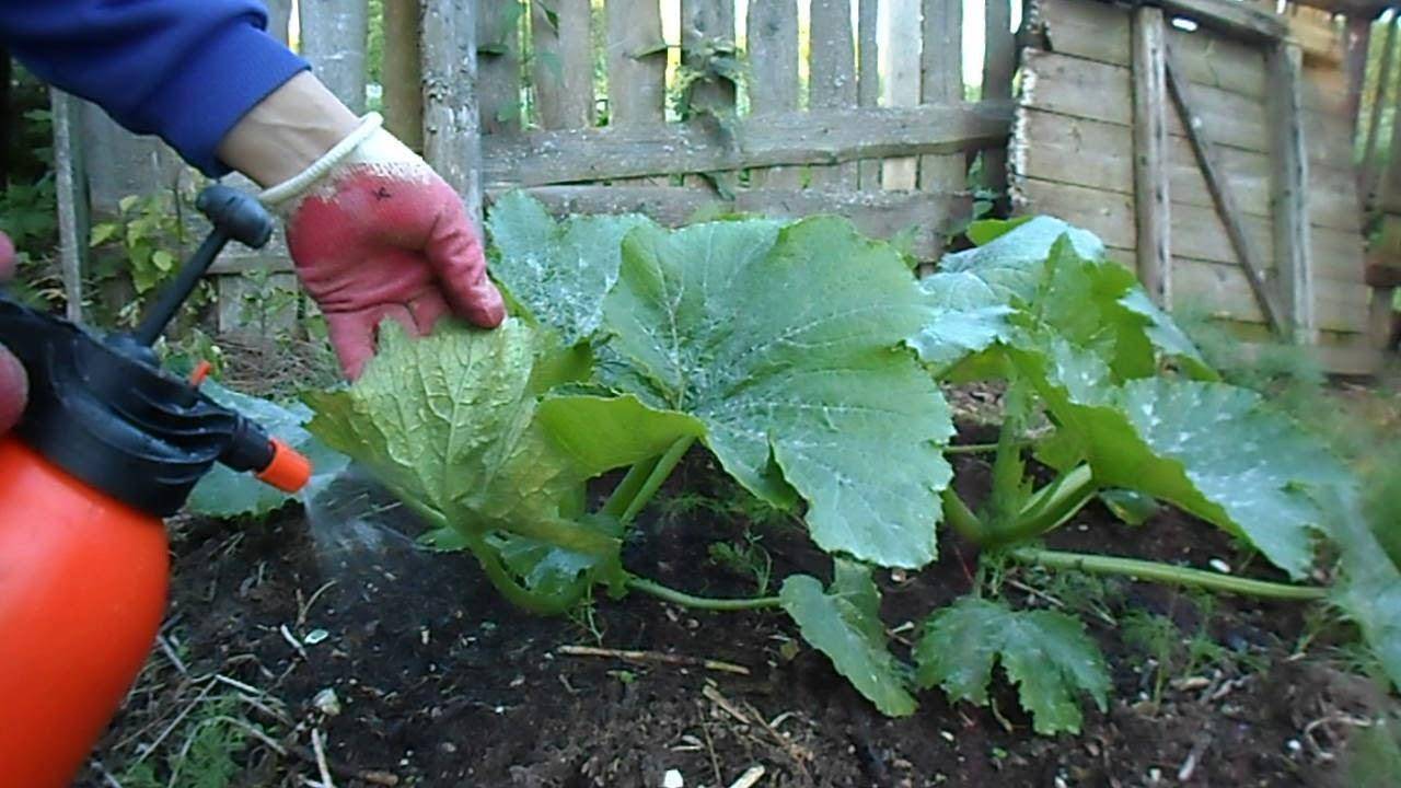 Как часто и как правильно поливать капусту в открытом грунте?
