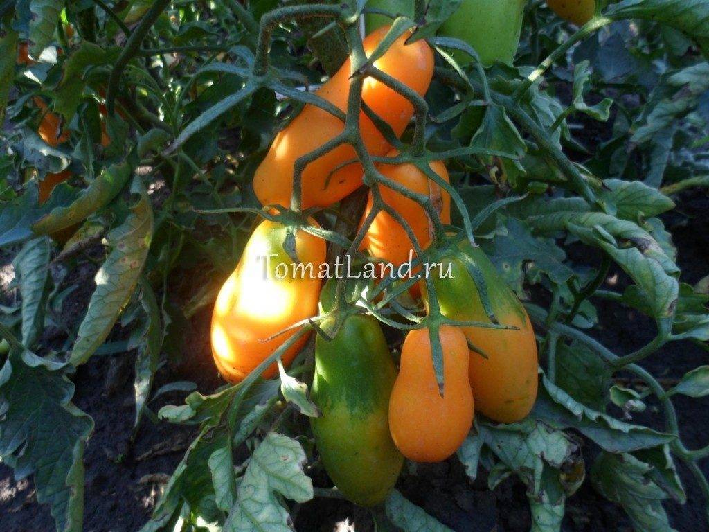 Описание сорта томата Иван-да-Марья, отзывы