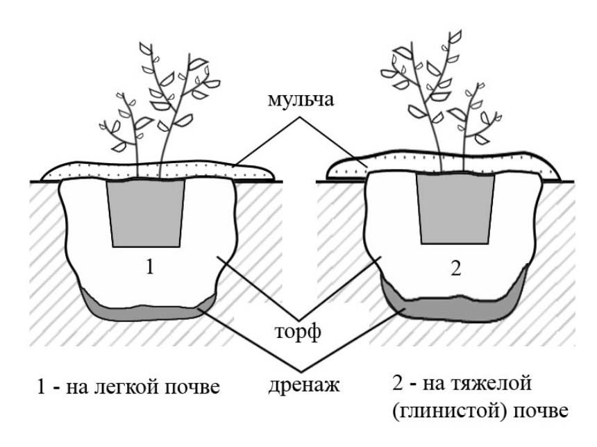 Уход и выращивание японской айвы, в том числе в подмосковье, описание сорта хеномелес, посадка кустарника в открытом грунте + фото