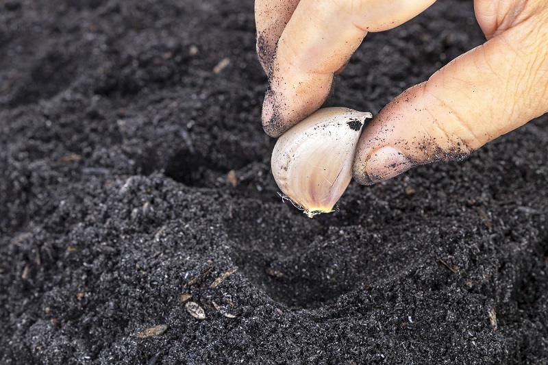 Посадка чеснока весной в открытый грунт: когда и как правильно посадить, инструкция