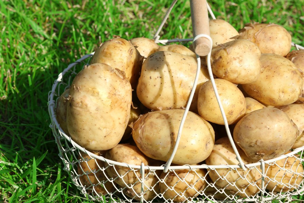 Описание и характеристики сорта картофеля Тулеевский, выращивание и уход