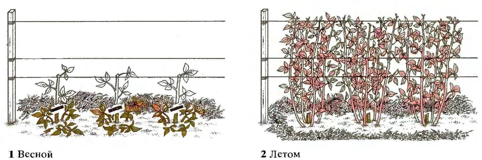 Посадка малины осенью когда и как посадить - пошаговая инструкция. щедрый урожай гарантирован! | красивый дом и сад
