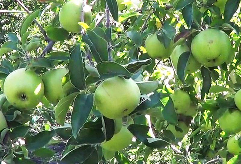 Описание сорта яблони симиренко: фото яблок, важные характеристики, урожайность с дерева