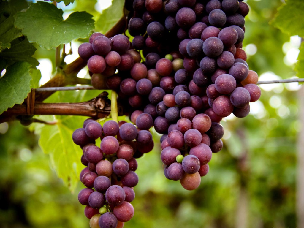 Сорт винограда «фиолетовый ранний»