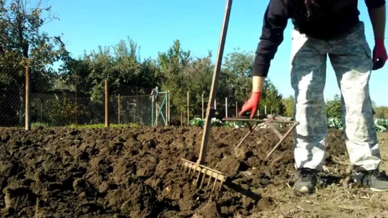 Посадка картофеля на дачном участке: как не копать и не окучивать?