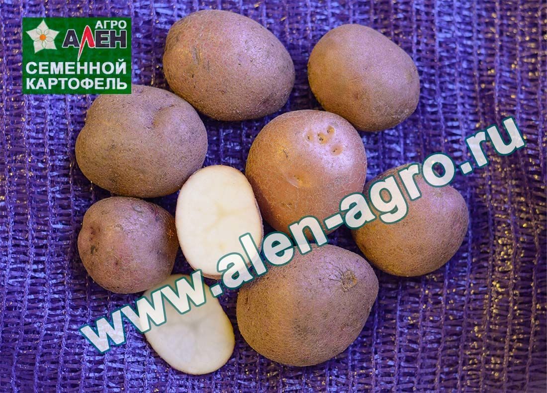 Каменский: описание сорта картофеля, характеристики, агротехника